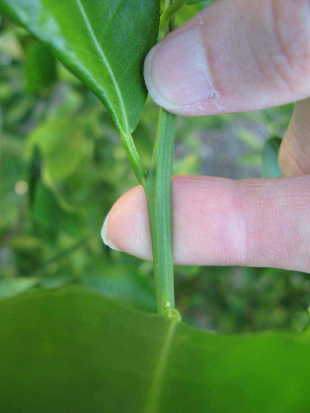            First year twig (Winter Haven, FL)   